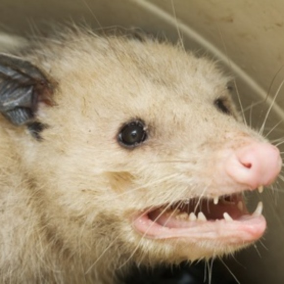 Meet your Posher, Hallie - Picture 1 of 1